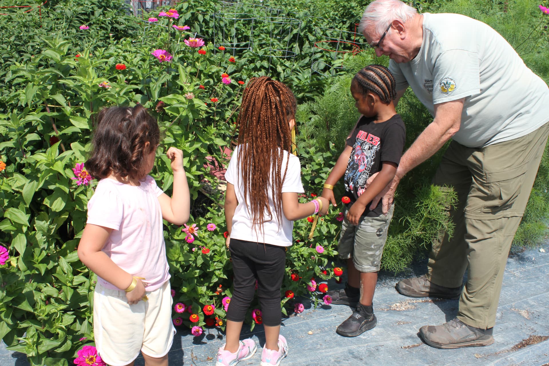 A volunteer gardener showing children zinnia blooms